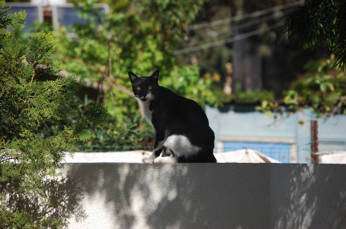 Black and White cat on our front wall