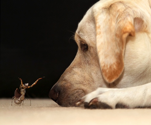 Mantis Tries To Scare Dog