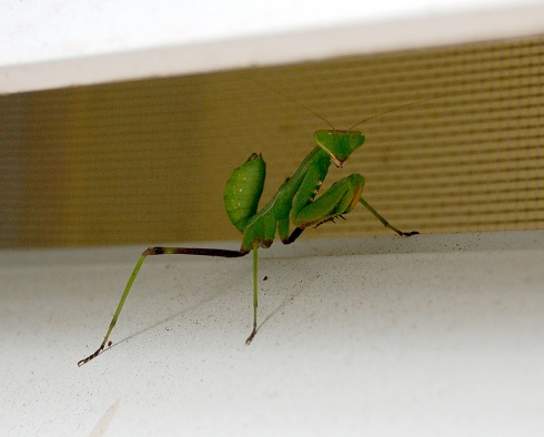 Praying Mantis on Window Shutter