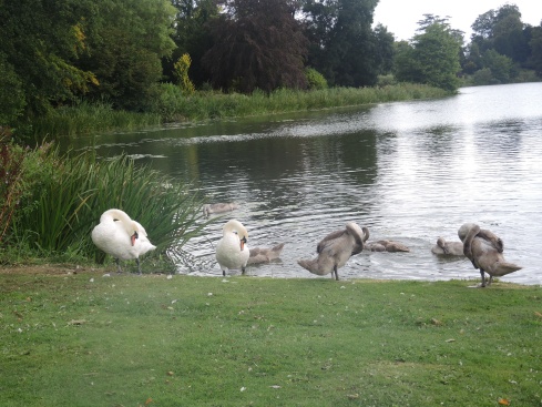 Family of swans at Sherborne Lake