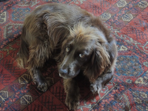 The inimitable Bertie, Heather and Graham's working Cocker Spaniel