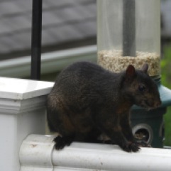 Little black squirrel at our bird feeder
