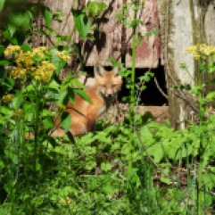 Fox in front of an old barn