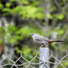 Catbird on a fence post