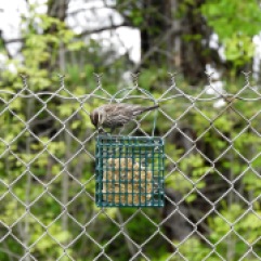 Song sparrow at a suet feeder