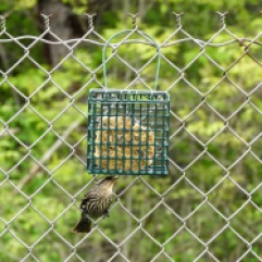 Song sparrow at a suet feeder